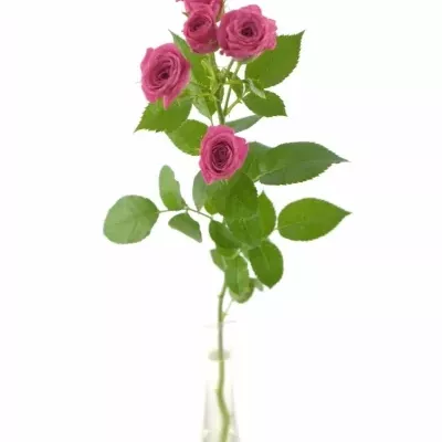 Růžová růže LOVELY LYDIA 50cm/3+