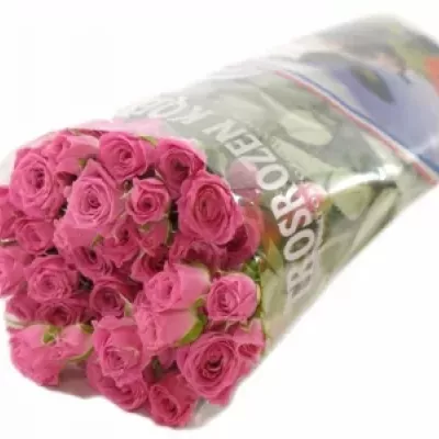 Růžová růže LOVELY LYDIA 50cm/3+