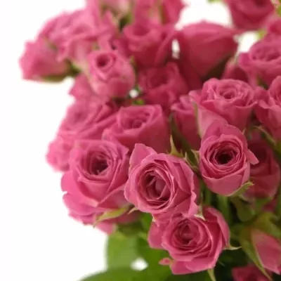 Růžová růže LOVELY LYDIA 50cm/3+