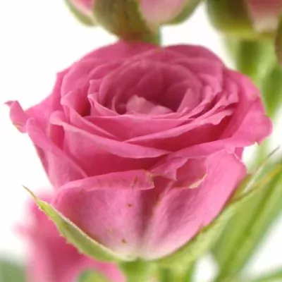 Růžová růže LOVELY LYDIA 50cm/3+