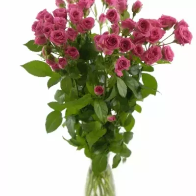 Růžová růže LOVELY LYDIA 50cm/3+