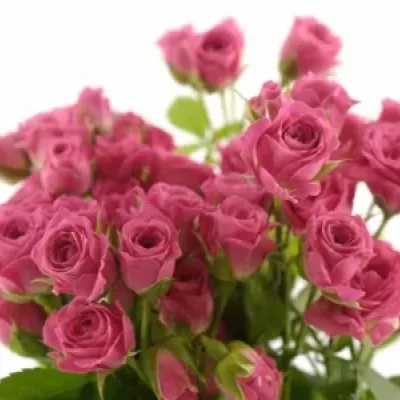 Růžová růže LOVELY LYDIA 50cm/3+