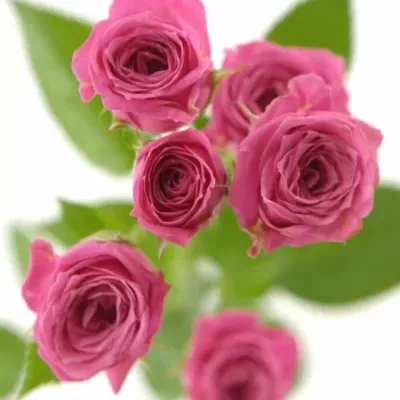 Růžová růže LOVELY LYDIA 50cm/3+