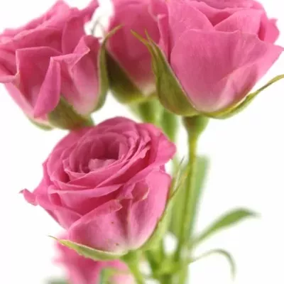 Růžová růže LOVELY LYDIA 50cm/3+