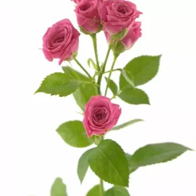 Růžová růže LOVELY LYDIA 50cm/3+