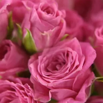 Růžová růže LOVELY LYDIA 50cm/3+