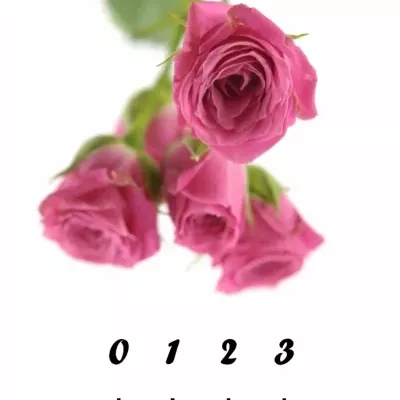 Růžová růže LOVELY LYDIA 50cm/3+