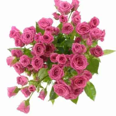 Růžová růže LOVELY LYDIA 50cm/3+