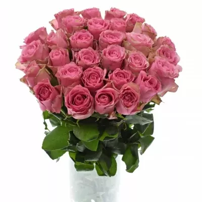Růžová růže LOVELY RHODOS 50cm (L)