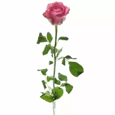 Ružová ruža LOVELY RHODOS 50cm (L)