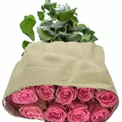 Růžová růže LOVELY RHODOS 50cm (L)