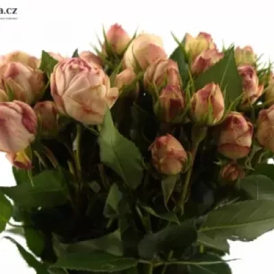 Růžová růže LOVELY ROKOKO