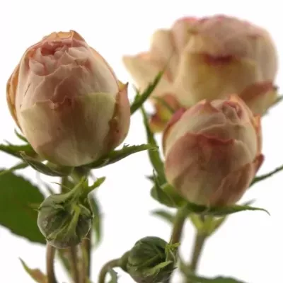 Růžová růže LOVELY ROKOKO