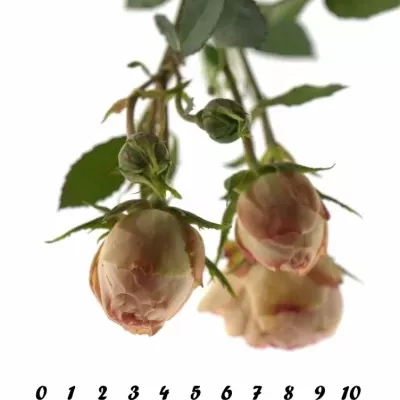 Růžová růže LOVELY ROKOKO