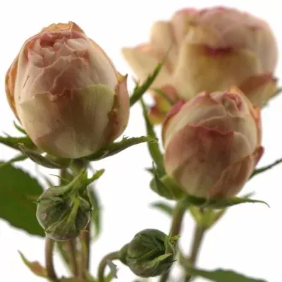 Růžová růže trsová LOVELY ROKOKO 50 cm / 4+