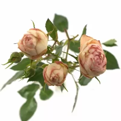 Růžová růže LOVELY ROKOKO