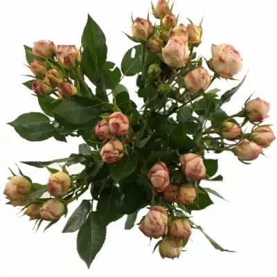 Růžová růže LOVELY ROKOKO