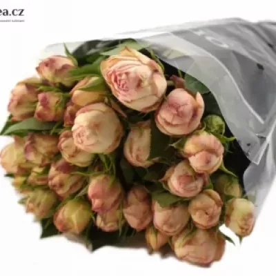 Růžová růže LOVELY ROKOKO