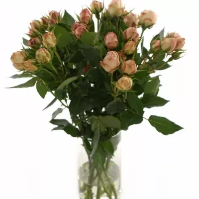 Růžová růže LOVELY ROKOKO