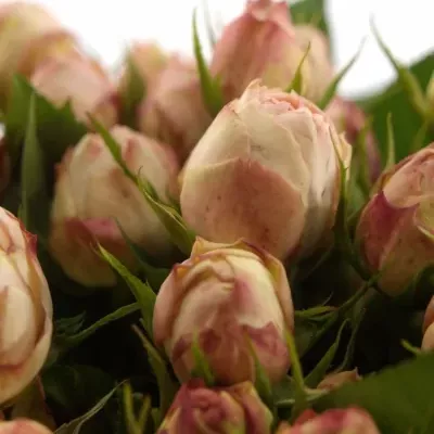 Růžová růže LOVELY ROKOKO