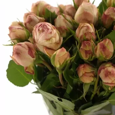 Růžová růže LOVELY ROKOKO