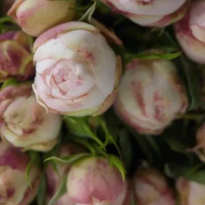 Růžová růže LOVELY ROKOKO