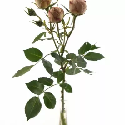 Růžová růže LOVELY ROKOKO