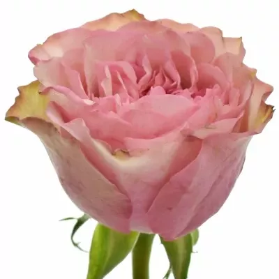 Růžová růže LOVES ME TENDER 50cm (L)