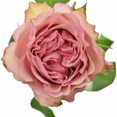 Růžová růže LOVES ME TENDER 50cm (L)