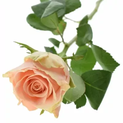 Růžová růže LOWLANDS