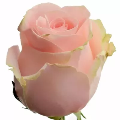 Růžová růže LUPITA