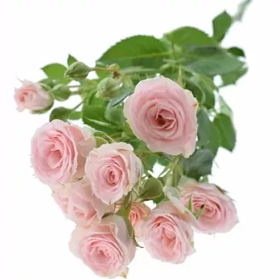 Růžová růže LYDIA 35cm/2+