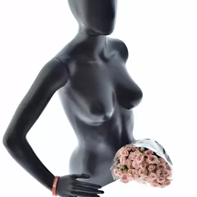 Růžová růže LYDIA 35cm/2+