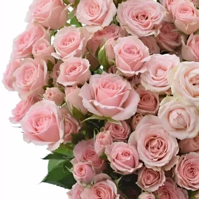 Růžová růže trsová LYDIA 40cm/4+