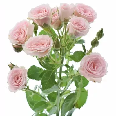 Růžová růže LYDIA 35cm/2+