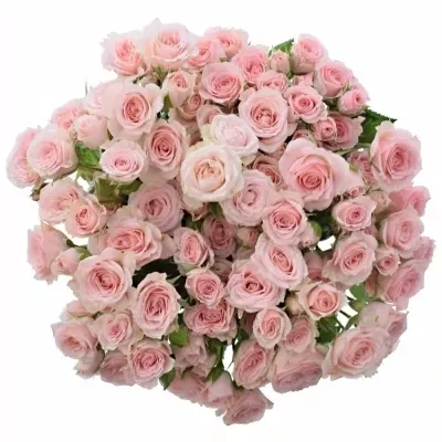 Růžová růže LYDIA 35cm/2+