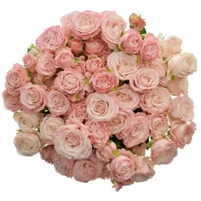 Růžová růže MADAM BOMBASTIC 40cm/4+ (M)