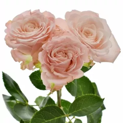 Růžová růže MADAM BOMBASTIC 40cm/4+ (M)