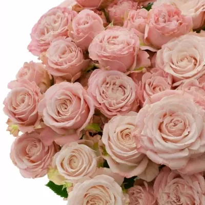 Růžová růže trsová MADAM BOMBASTIC 50 cm / 5+