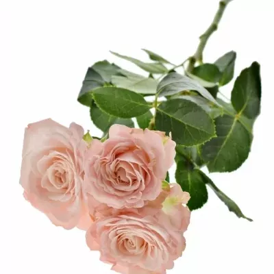 Růžová růže MADAM BOMBASTIC 40cm/4+ (M)