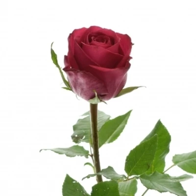 Růžová růže MADAM CERISE