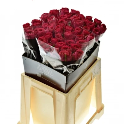 Růžová růže MADAM CERISE