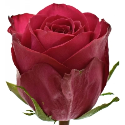 Růžová růže MADAM CERISE 60cm (M)