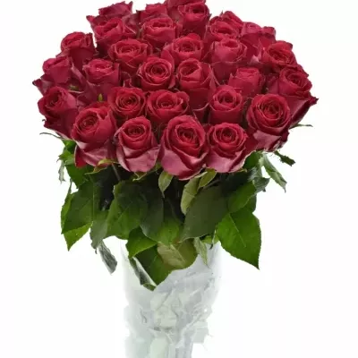 Růžová růže MADAM CERISE 60CM (XL)