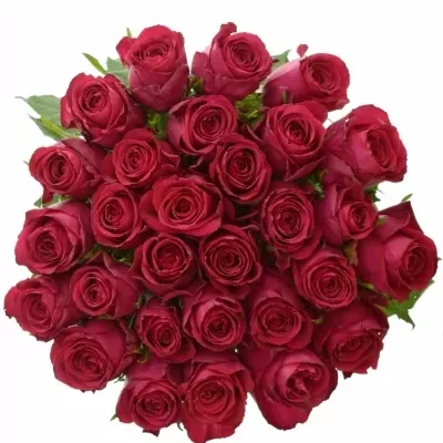 Růžová růže MADAM CERISE 60CM (XL)