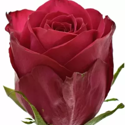 Růžová růže MADAM CERISE 60cm (M)