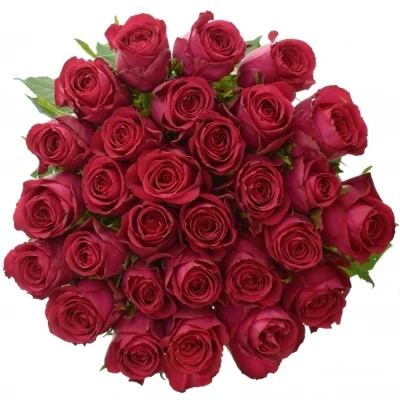 Růžová růže MADAM CERISE