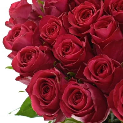 Růžová růže MADAM CERISE