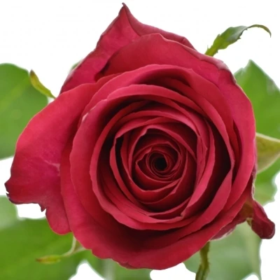 Růžová růže MADAM CERISE