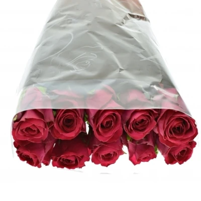 Růžová růže MADAM CERISE